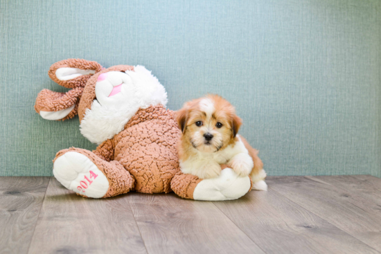 Teddy Bear Pup Being Cute