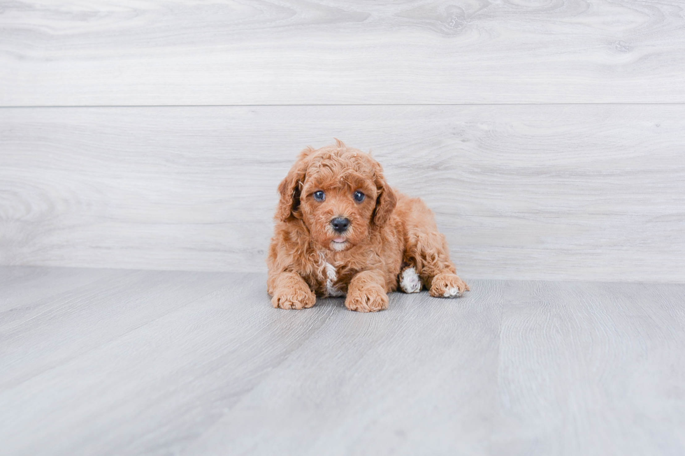 Cute Cavapoo Baby