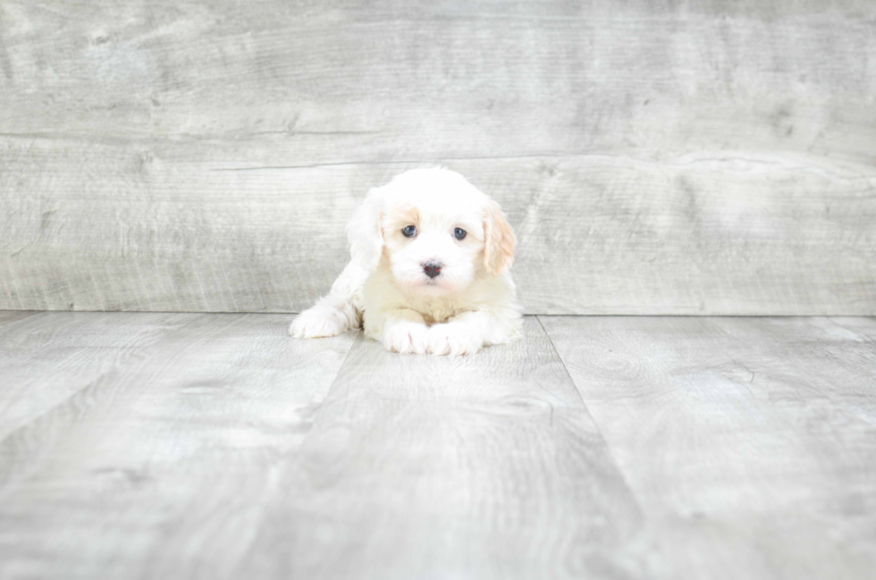 Smart Cavapoo Poodle Mix Pup