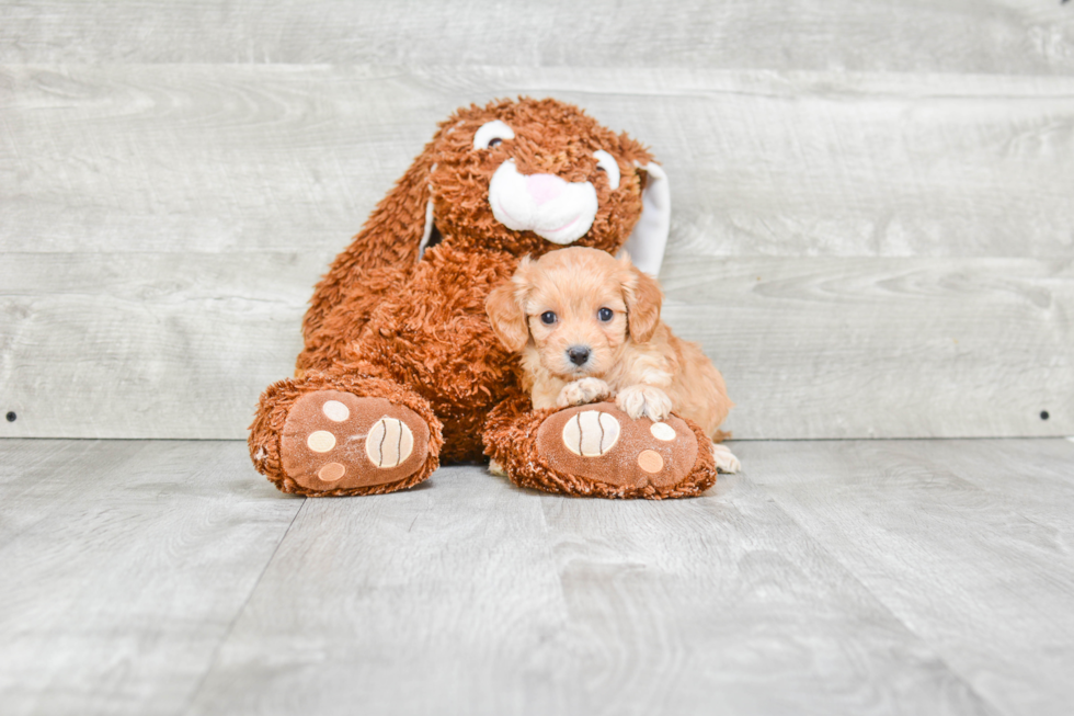 Best Cavapoo Baby