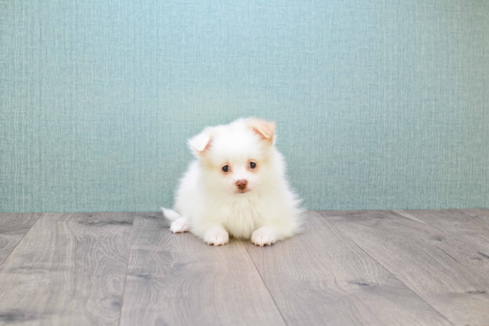 Smart Maltipom Designer Pup