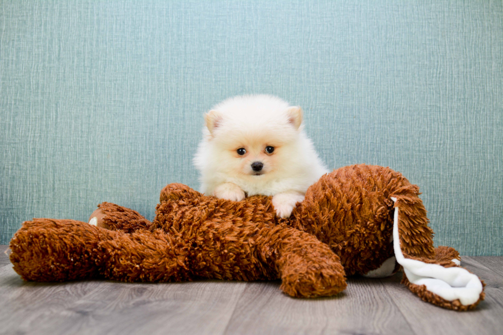 Akc Registered Pomeranian Purebred Pup