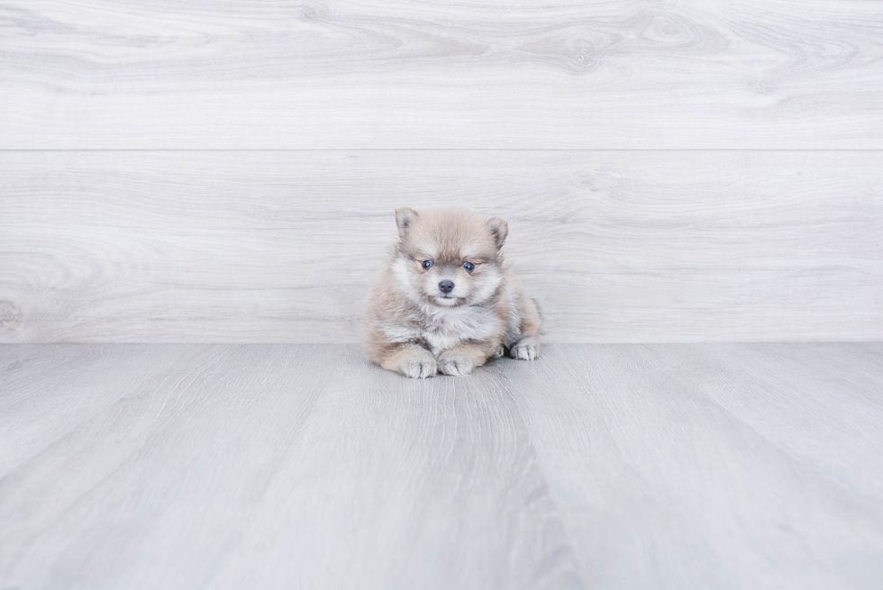 Pomeranian Puppy for Adoption