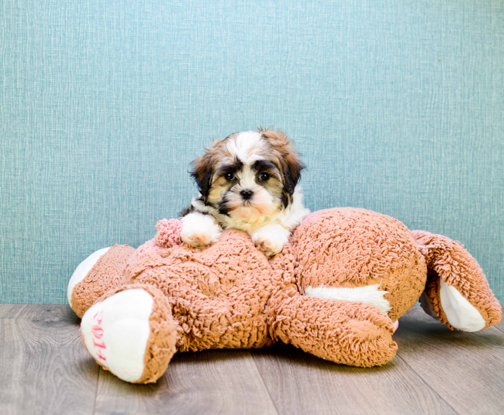 Funny Teddy Bear Designer Pup