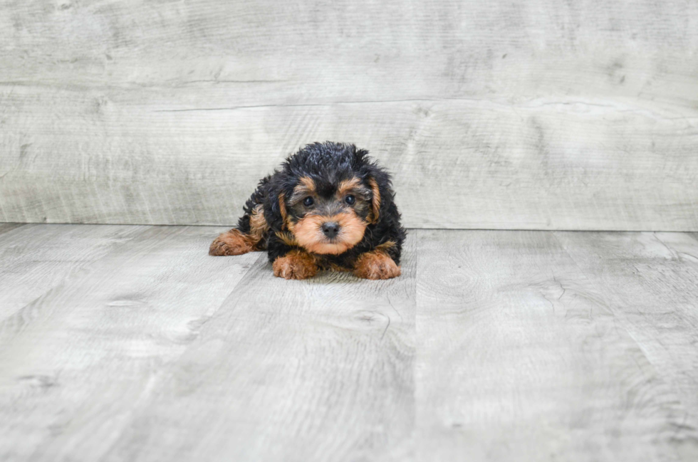 Yorkie Poo Pup Being Cute