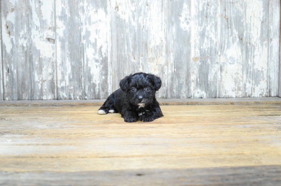 Adorable Yorkie Designer Puppy