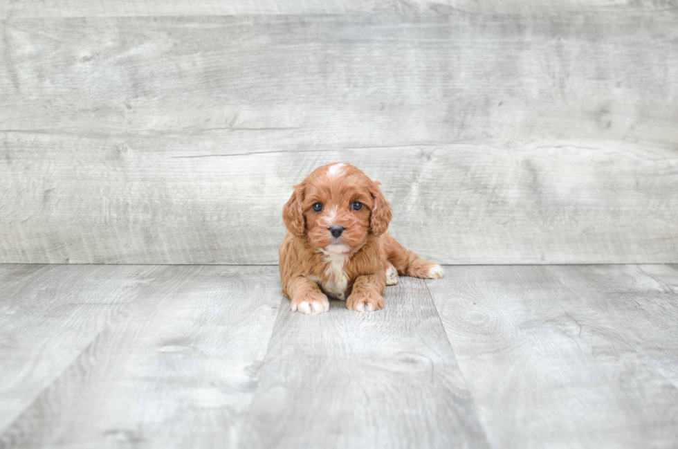 Petite Cavapoo Poodle Mix Pup