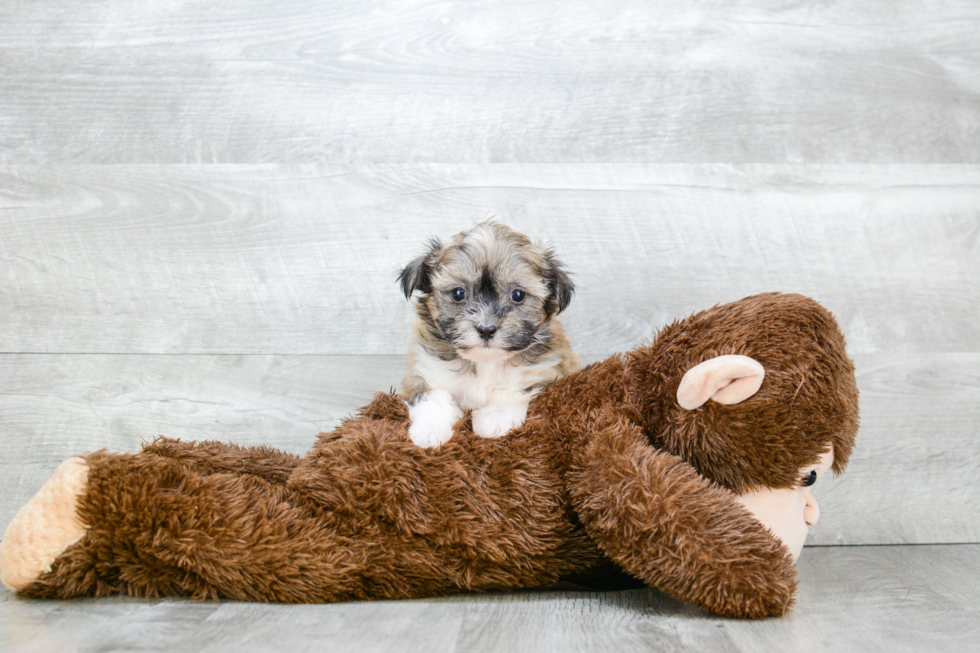 Smart Havanese Purebred Puppy