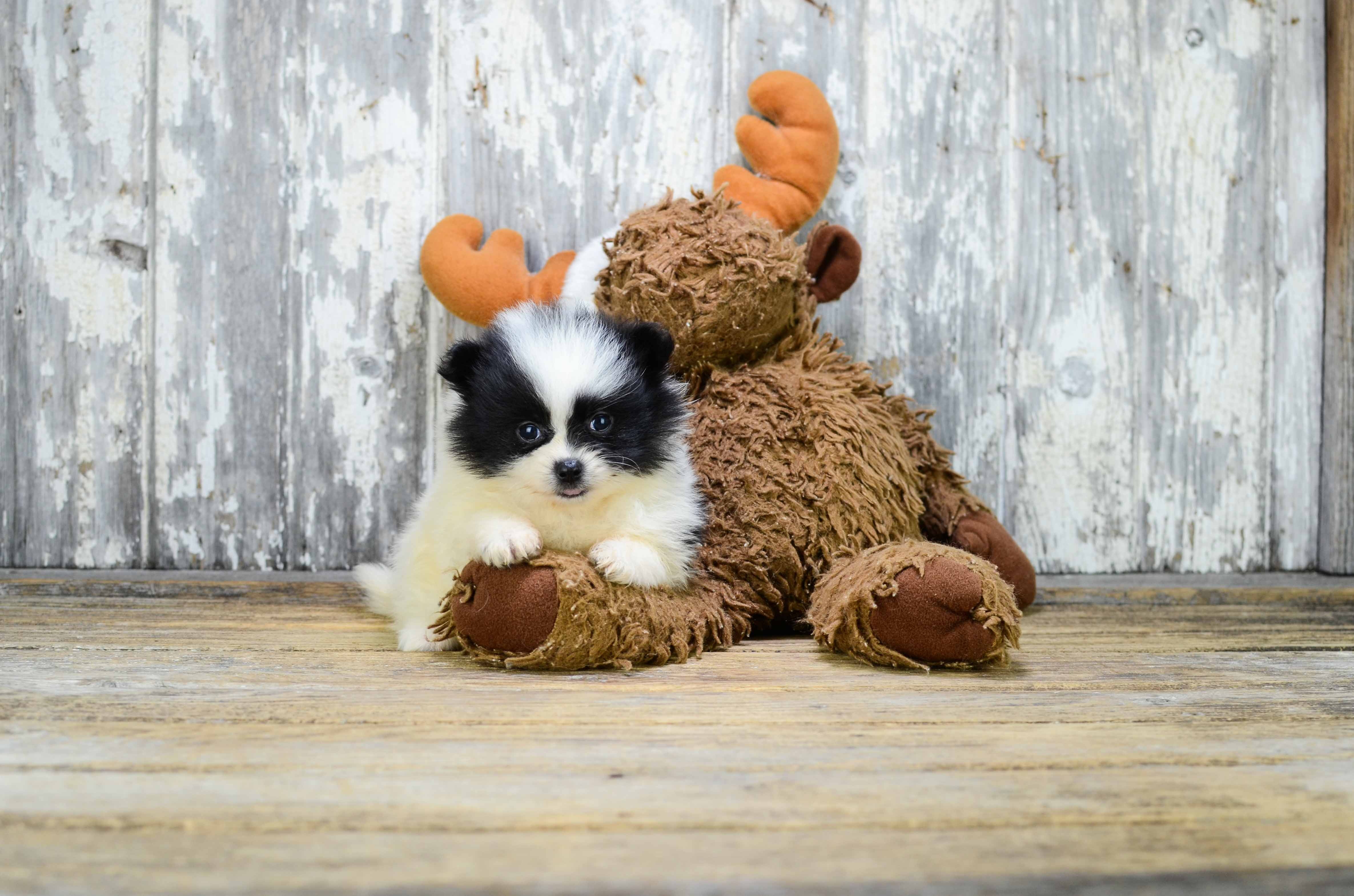 Best Pomeranian Baby