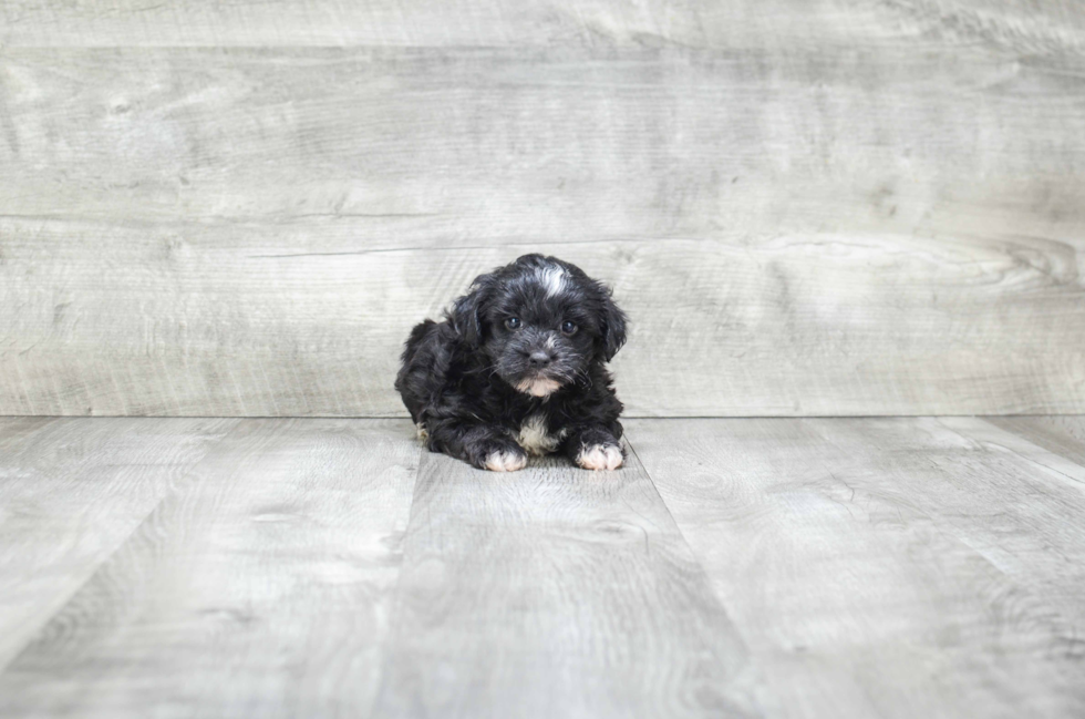 Morkie Puppy for Adoption