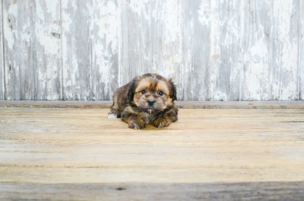 Playful Shorkie Designer Puppy