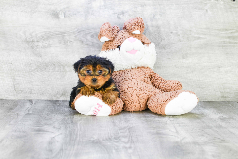 Meet Avery - our Yorkshire Terrier Puppy Photo 