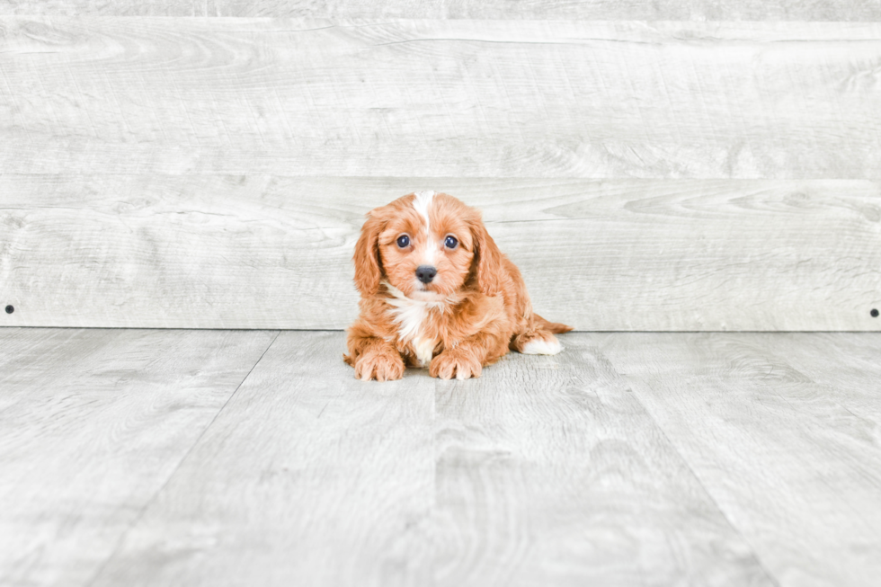 Fluffy Cavapoo Poodle Mix Pup