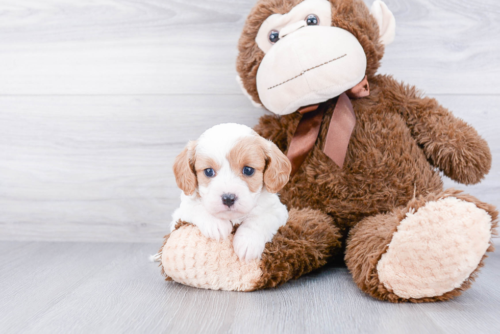 Friendly Cavapoo Baby