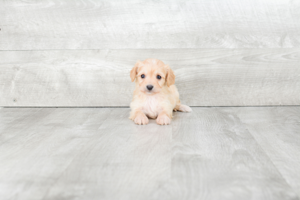 Petite Cavachon Designer Pup