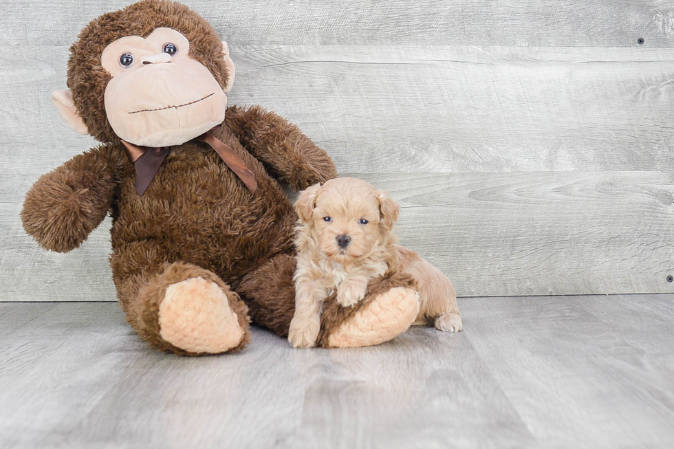 Sweet Maltipoo Baby