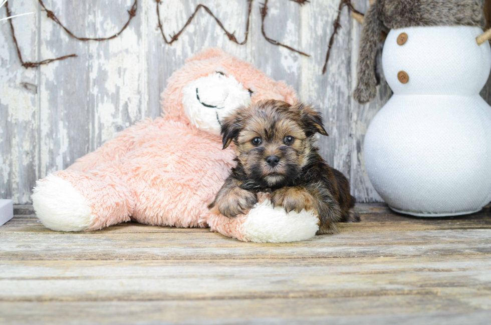 Petite Shorkie Designer Pup