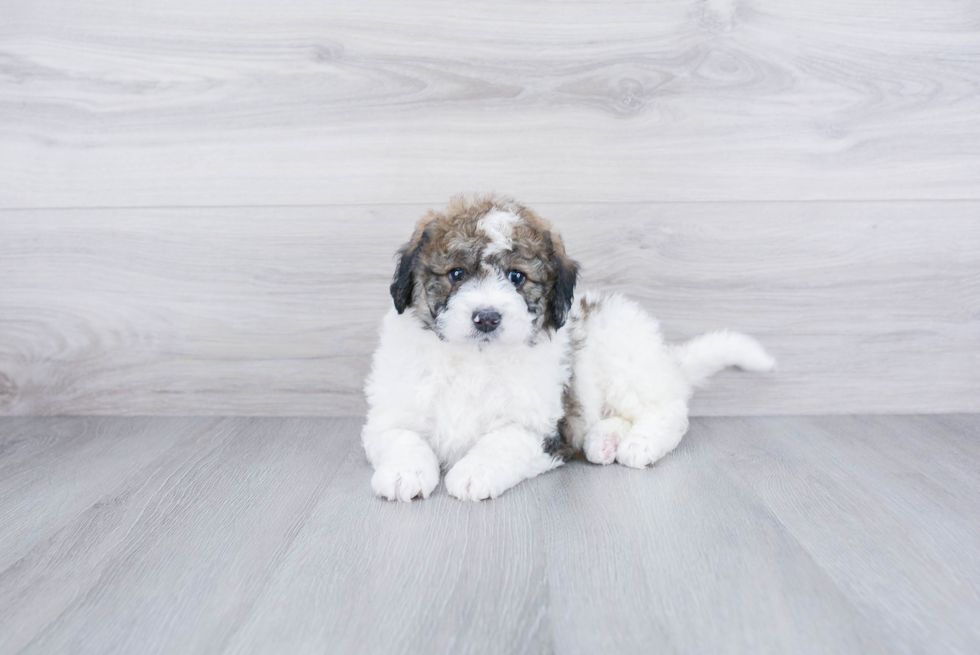 Mini Bernedoodle Puppy for Adoption