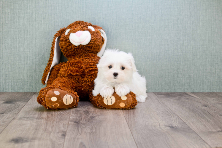 Akc Registered Maltese Purebred Pup