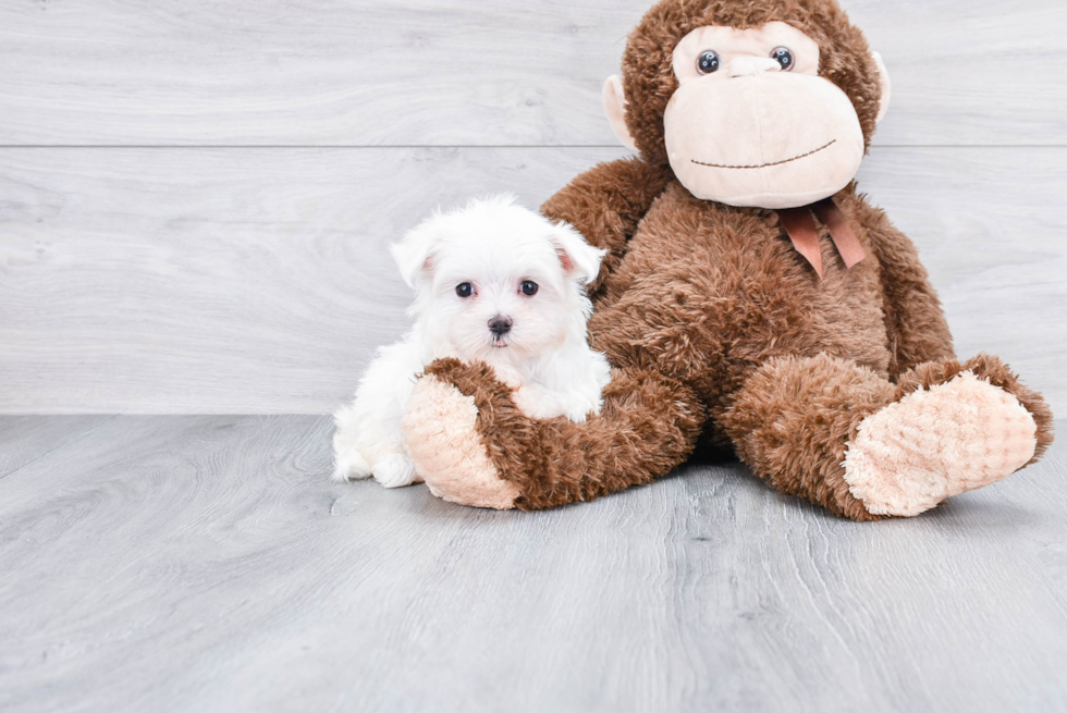 Maltese Puppy for Adoption