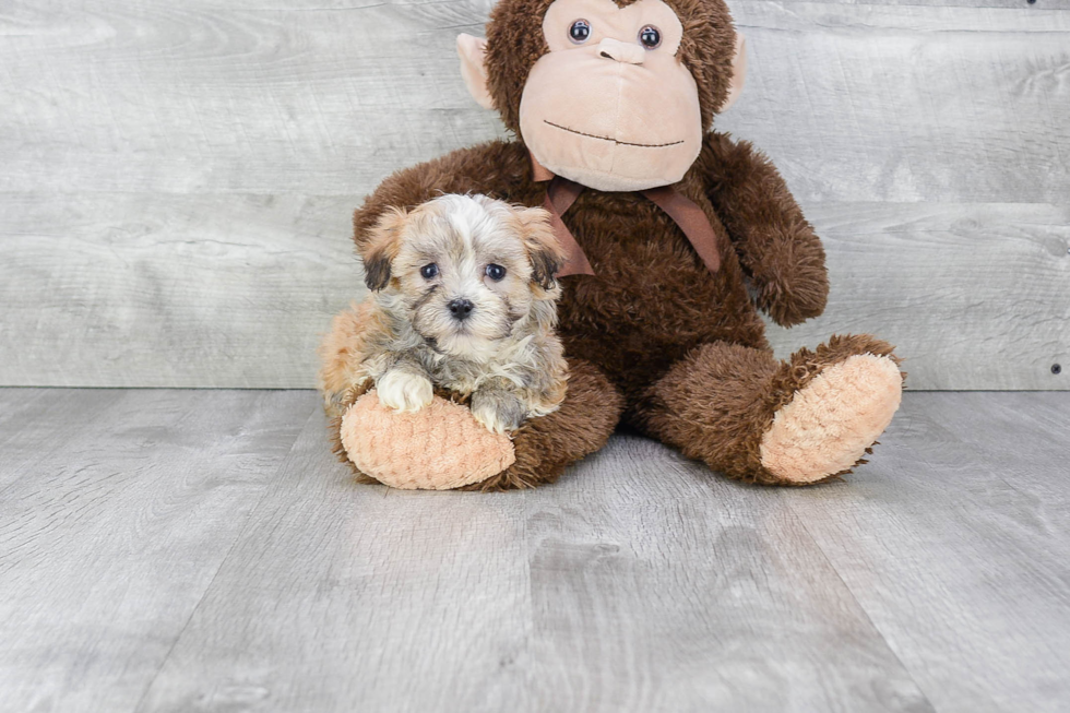Small Havanese Baby