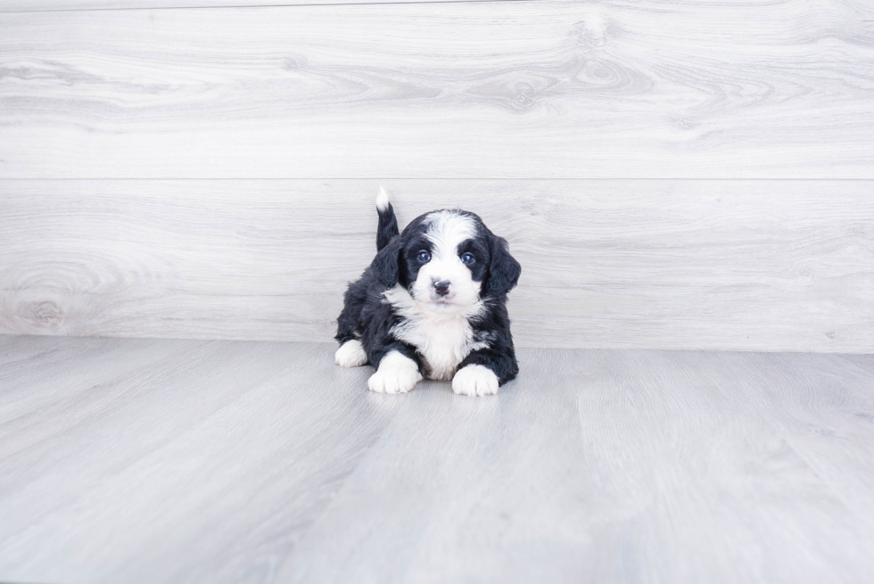 Cute Mini Bernedoodle Baby