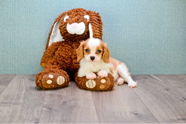 Best Cavalier King Charles Spaniel Baby