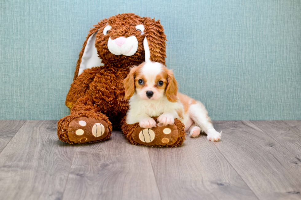 Best Cavalier King Charles Spaniel Baby