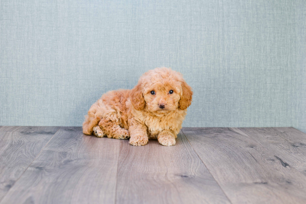 Energetic Golden Retriever Poodle Mix Puppy