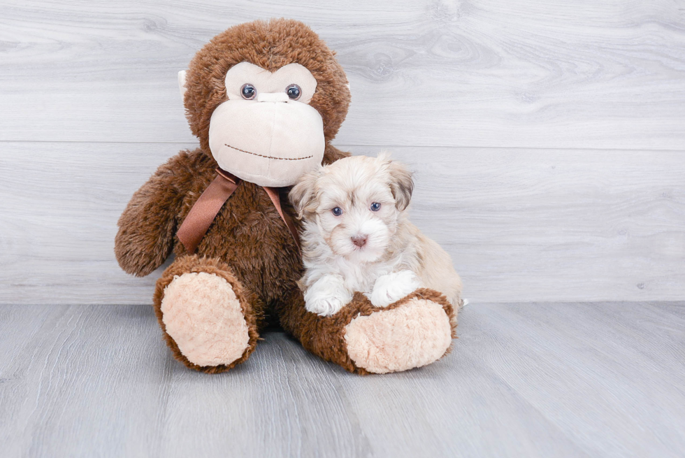 Fluffy Havanese Purebred Puppy