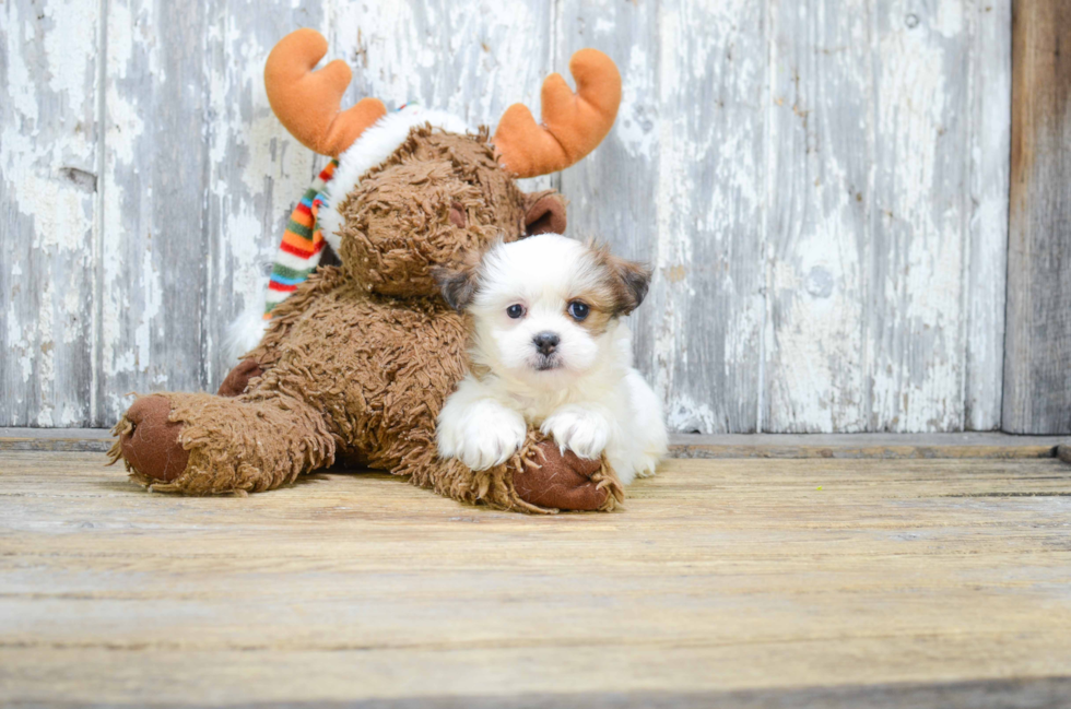 Friendly Teddy Bear Baby