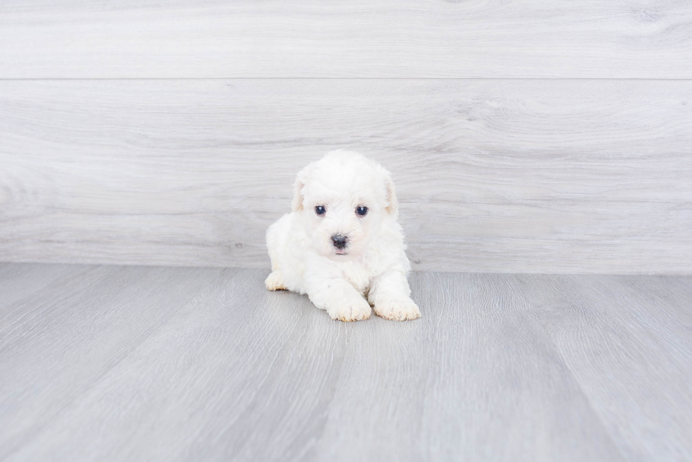 Funny Maltipoo Poodle Mix Pup