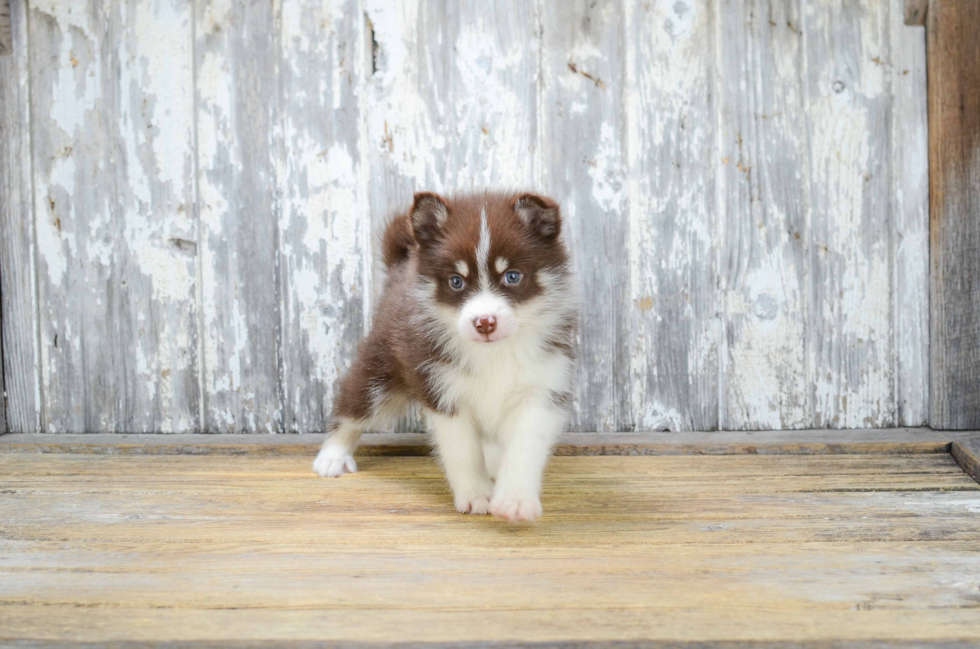 Pomsky Pup Being Cute