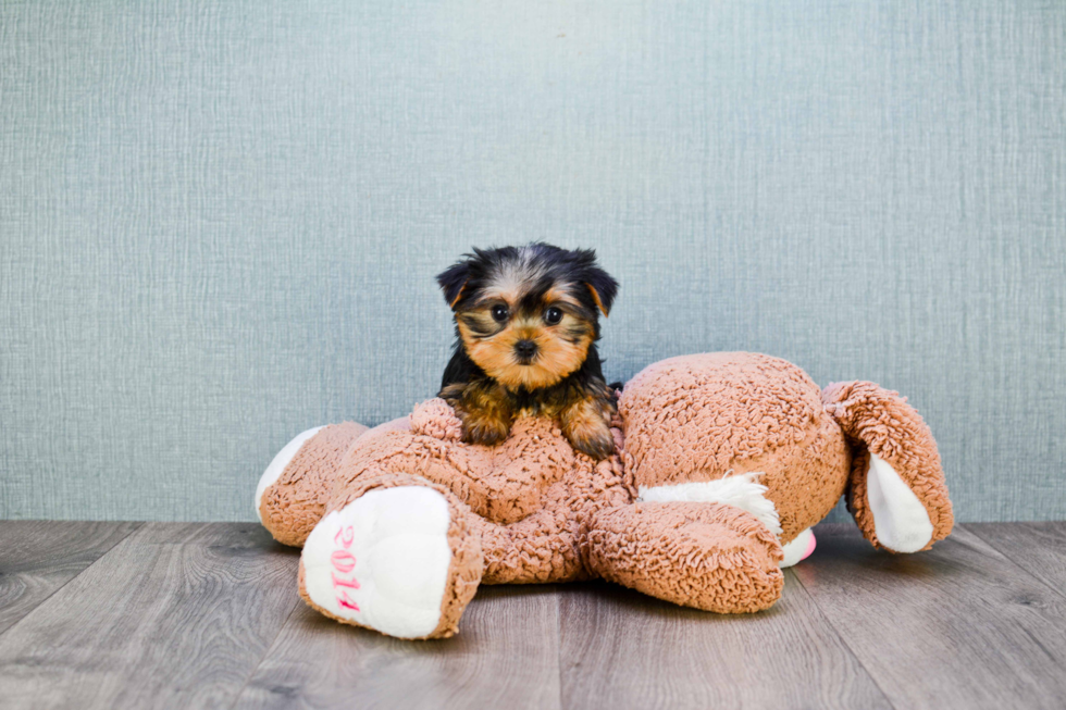 Meet Nugget - our Yorkshire Terrier Puppy Photo 