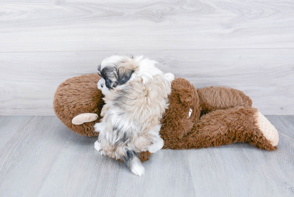 Funny Teddy Bear Designer Pup