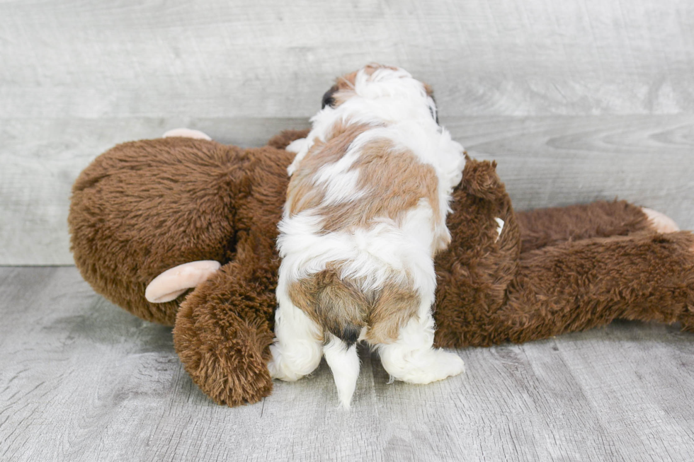 Teddy Bear Pup Being Cute