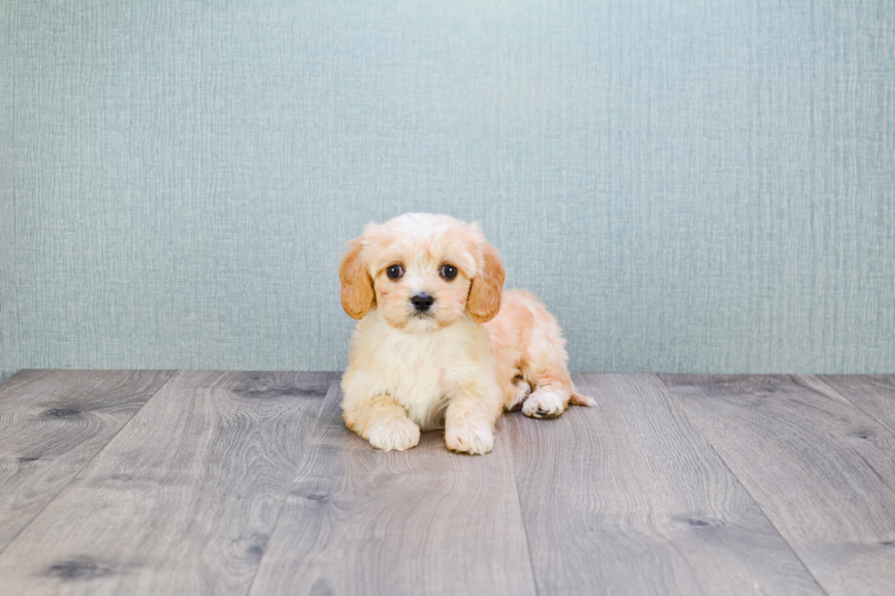 Cavachon Puppy for Adoption