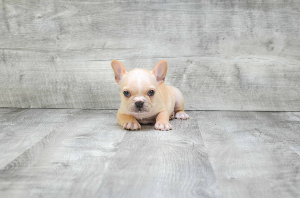 Energetic Frenchie Purebred Puppy