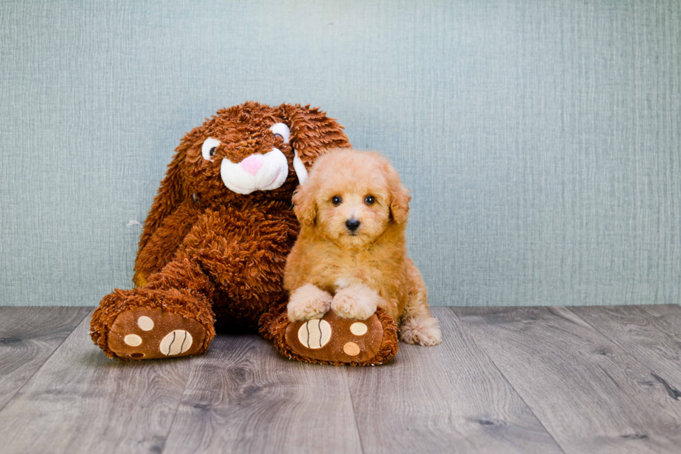 Little Cavoodle Poodle Mix Puppy