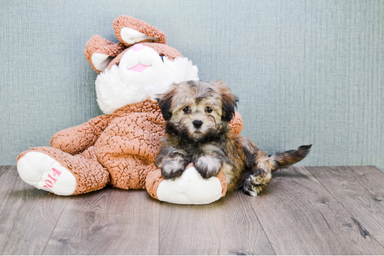 Havanese Pup Being Cute