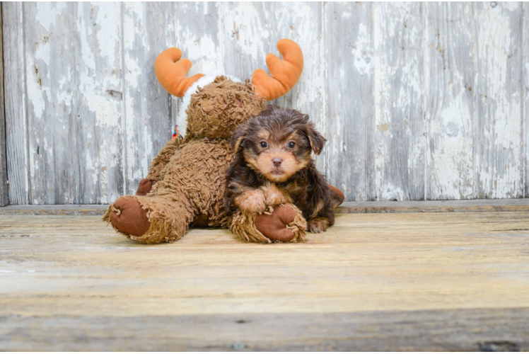 Little Yorkie Doodle Poodle Mix Puppy