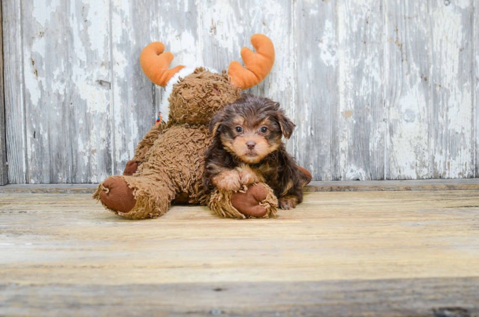 Little Yorkie Doodle Poodle Mix Puppy