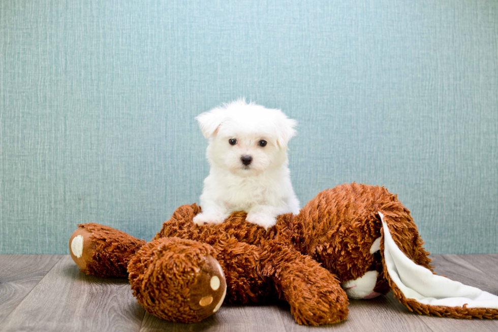 Maltese Pup Being Cute