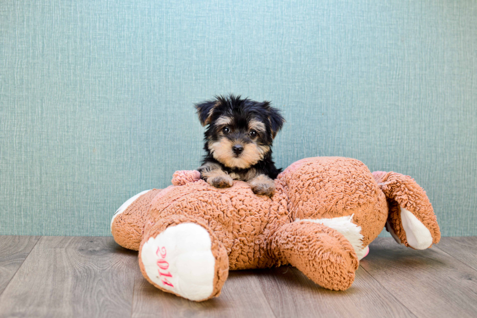 Little Yorkie Designer Puppy