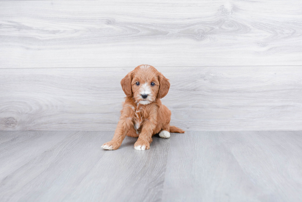 Adorable Golden Retriever Poodle Mix Puppy