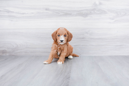 Adorable Golden Retriever Poodle Mix Puppy