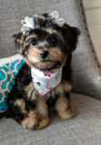 Energetic Morkie Pup