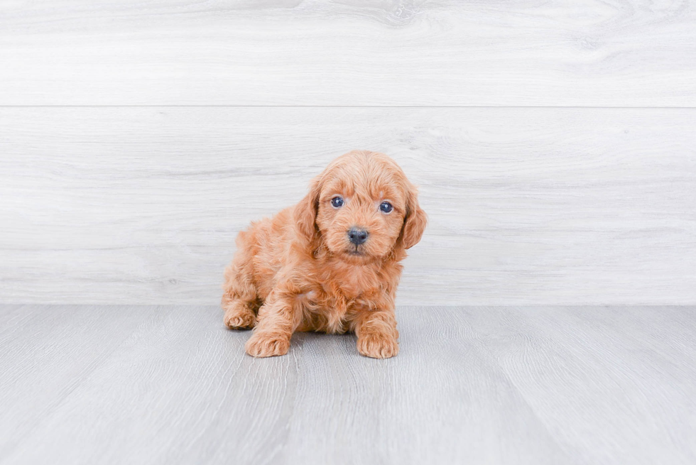 Mini Goldendoodle Puppy for Adoption