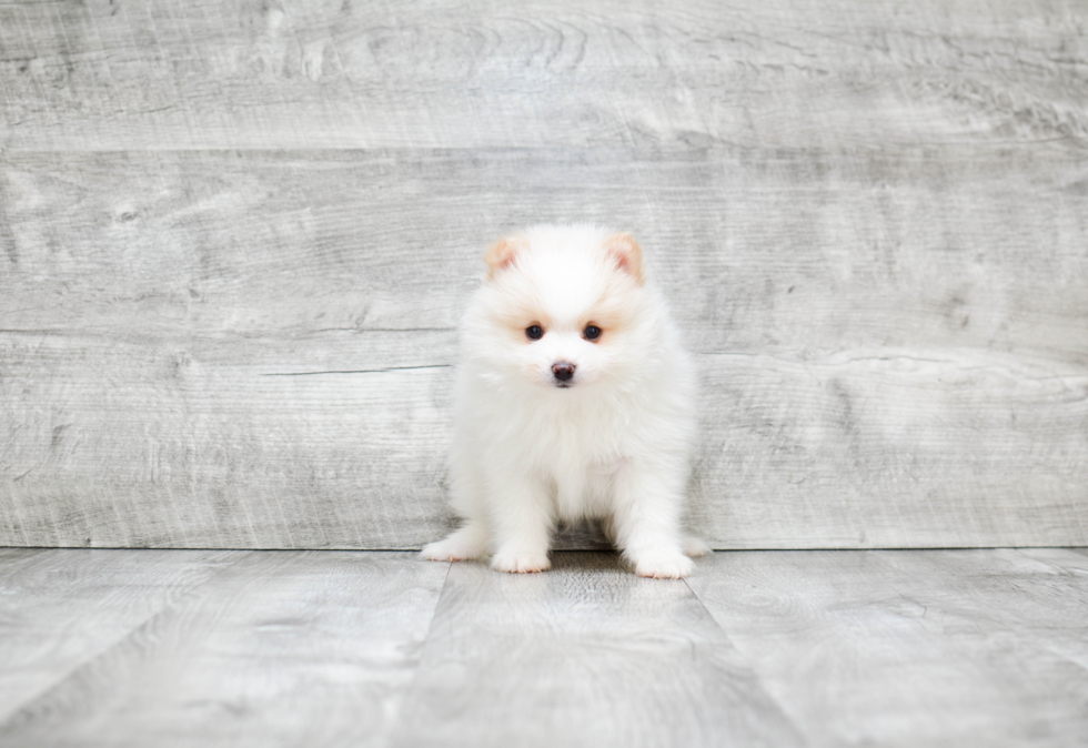 Playful Pomeranian Baby