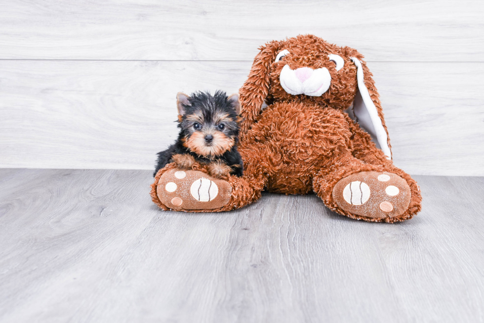 Meet Victoria - our Yorkshire Terrier Puppy Photo 